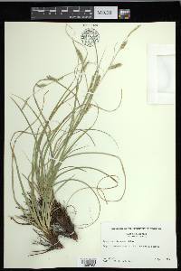 Carex cherokeensis image