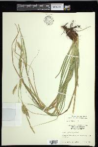 Carex cherokeensis image