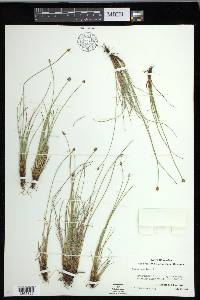 Carex capitata image