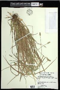 Carex cephaloidea image