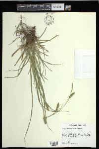 Carex cherokeensis image