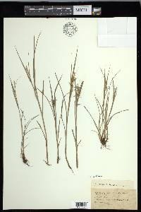 Carex collinsii image