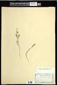 Carex cherokeensis image