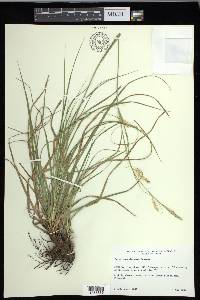 Carex cherokeensis image