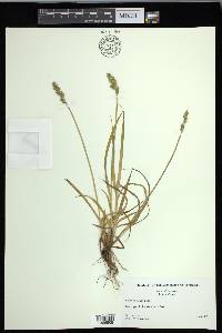 Carex conjuncta image