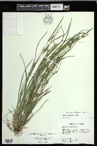 Carex corrugata image