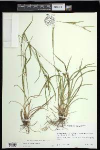 Carex corrugata image