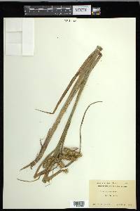 Carex comosa image