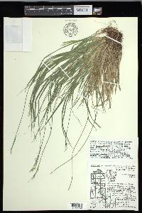 Carex communis var. communis image