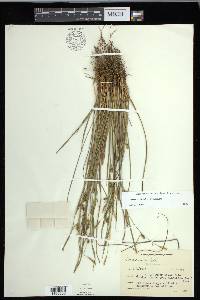 Carex conoidea image