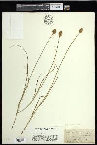 Carex crawfordii image