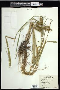 Carex comosa image