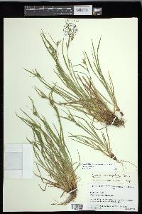 Carex corrugata image