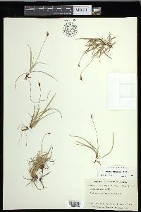 Carex concinna image