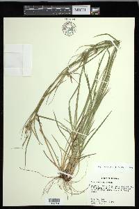 Carex corrugata image