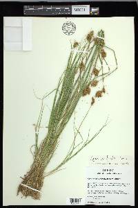 Carex crawfordii image