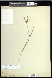 Carex conoidea image