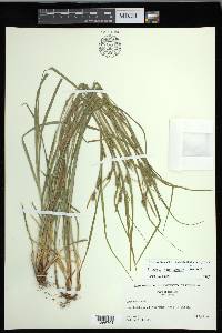 Carex corrugata image