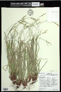 Carex communis var. amplisquama image