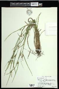 Carex corrugata image