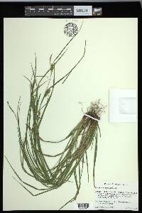 Carex corrugata image