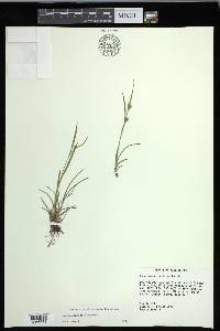 Carex corrugata image