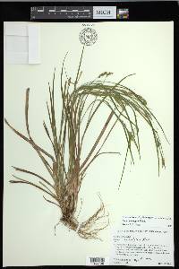 Carex corrugata image