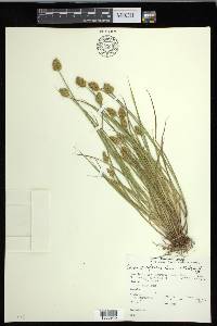 Carex crawfordii image