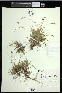 Carex concinna image