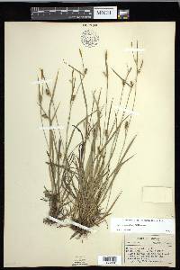 Carex conoidea image