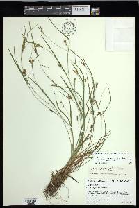 Carex corrugata image