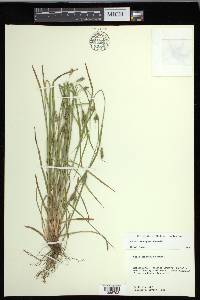 Carex corrugata image