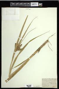 Carex comosa image