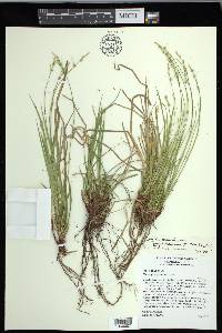 Carex communis var. amplisquama image