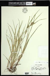 Carex corrugata image