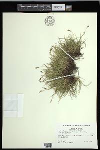 Carex concinna image