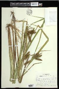 Carex comosa image