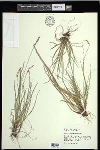 Carex communis var. communis image