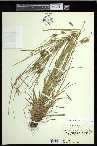 Carex corrugata image