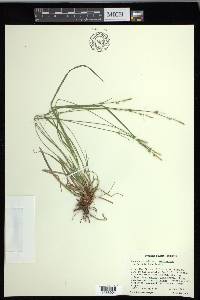 Carex communis var. amplisquama image