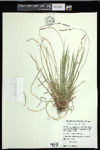 Carex communis var. communis image