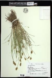 Carex crawfordii image