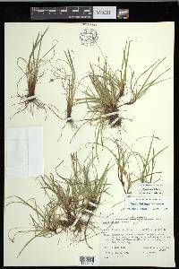 Carex concinna image