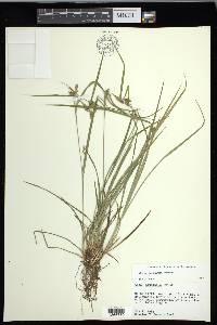 Carex corrugata image