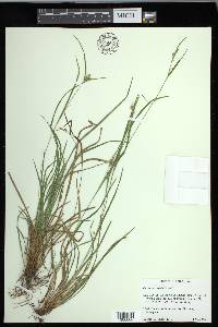 Carex corrugata image