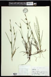 Carex crawei image