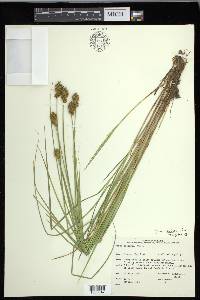 Carex crawfordii image