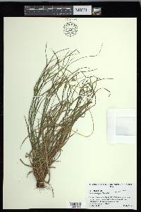 Carex corrugata image