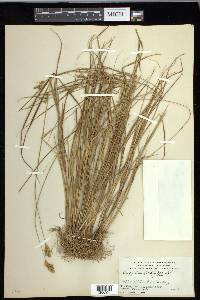 Carex crawfordii image