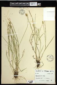 Carex crawfordii image